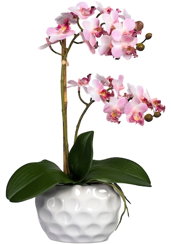 Creativ green Kunstorchidee »Phalaenopsis«, (1 St.), in Keramikvase kaufen