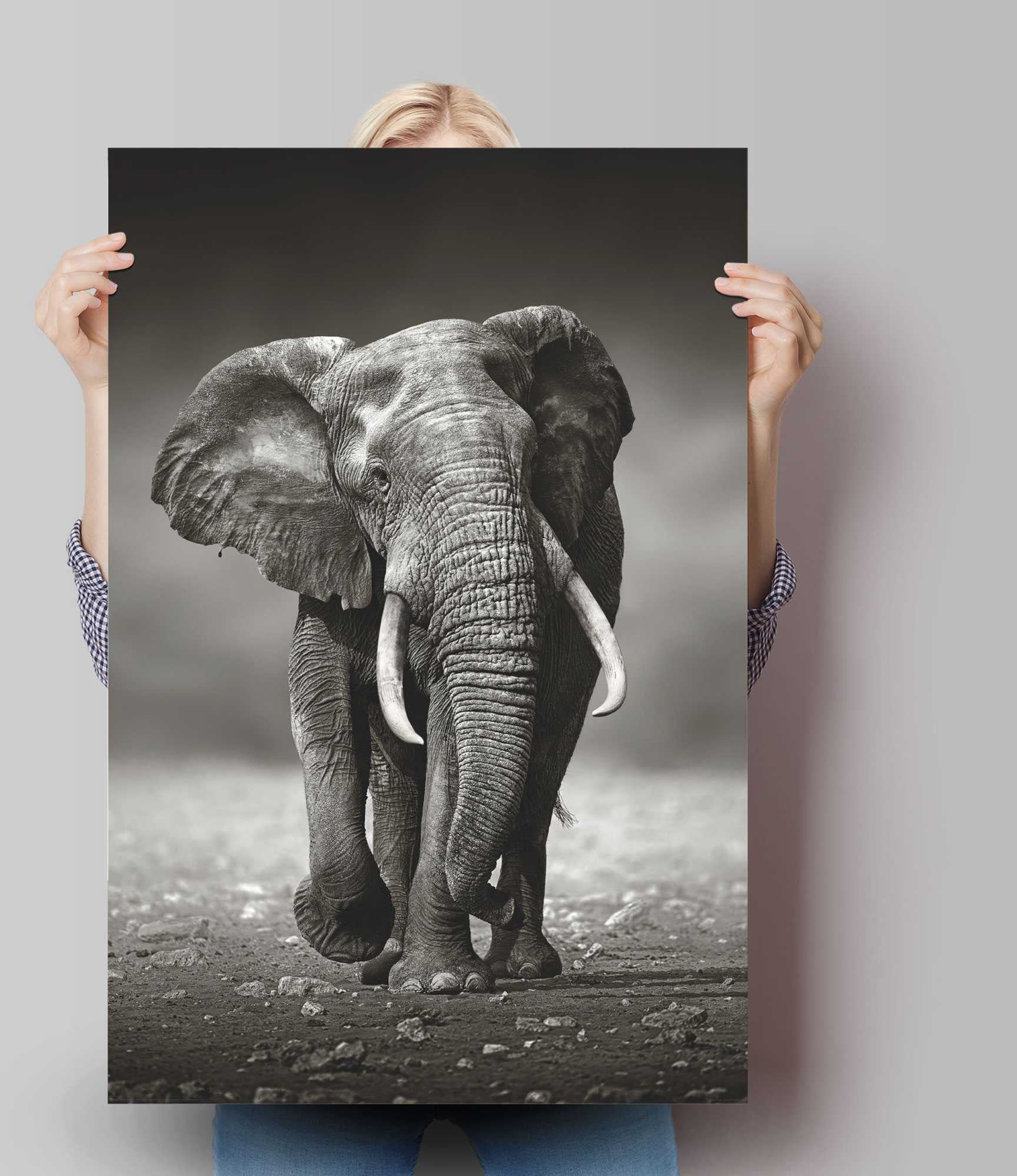 kaufen Wanderung«, Raten »Poster Elefanten, St.) (1 Reinders! auf Poster Elefant