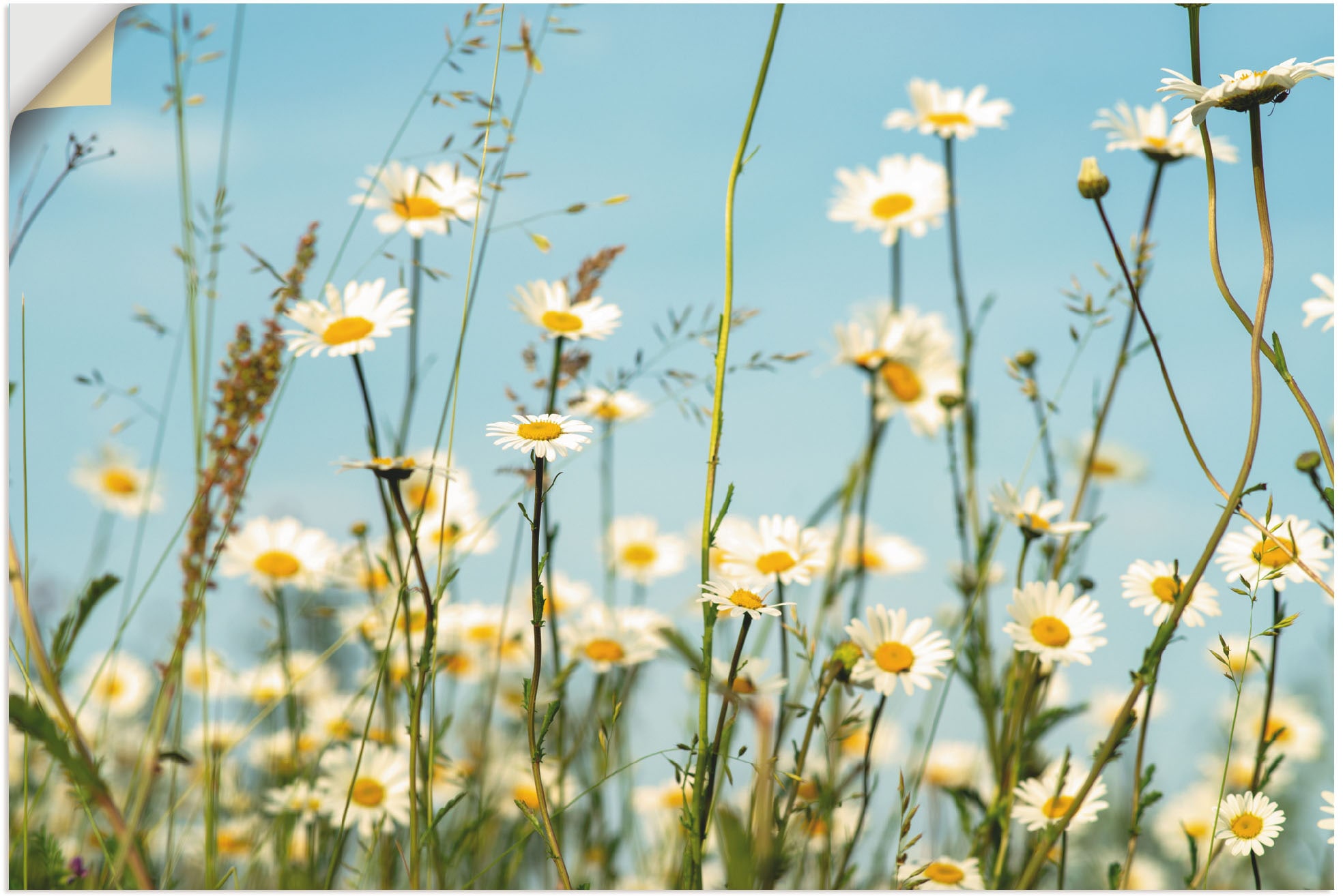 Artland Wandbild »Margeriten vor Sommer Himmel«, Blumenbilder, (1 St.), als Leinwandbild, Wandaufkleber in verschied. Größen