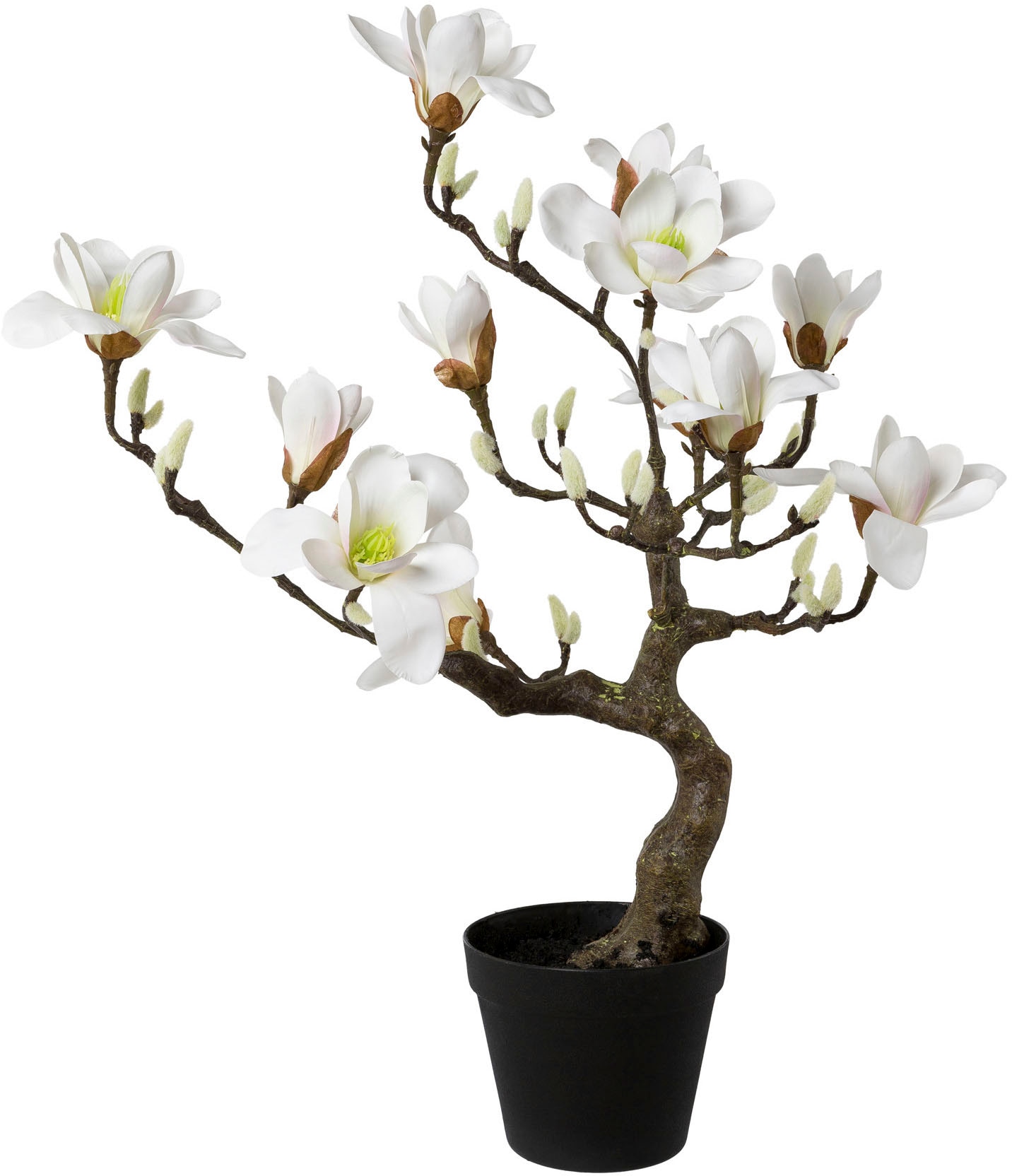 | Creativ »Magnolienbaum«, kaufen Garantie online XXL Jahren 3 mit Kunstpflanze im green Kunststofftopf