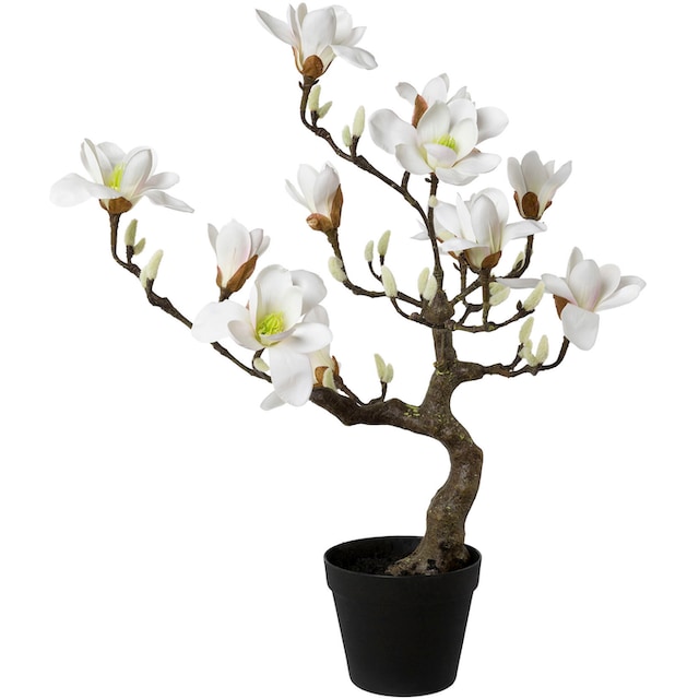 Creativ green Kunstpflanze »Magnolienbaum«, im Kunststofftopf online kaufen  | mit 3 Jahren XXL Garantie