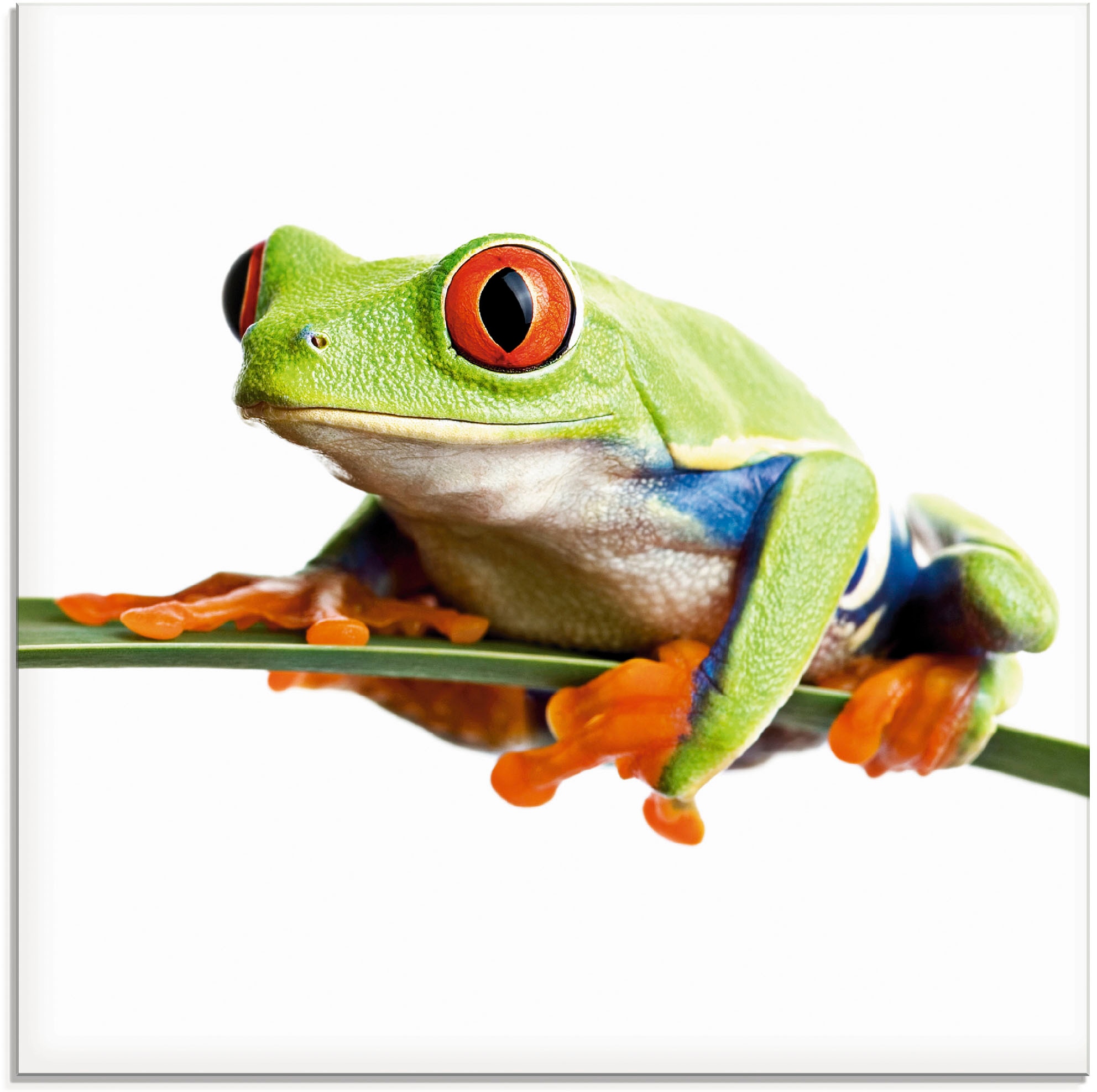 Artland Glasbild »Frosch auf einem Blatt«, Wassertiere, (1 St.), in verschiedenen Größen