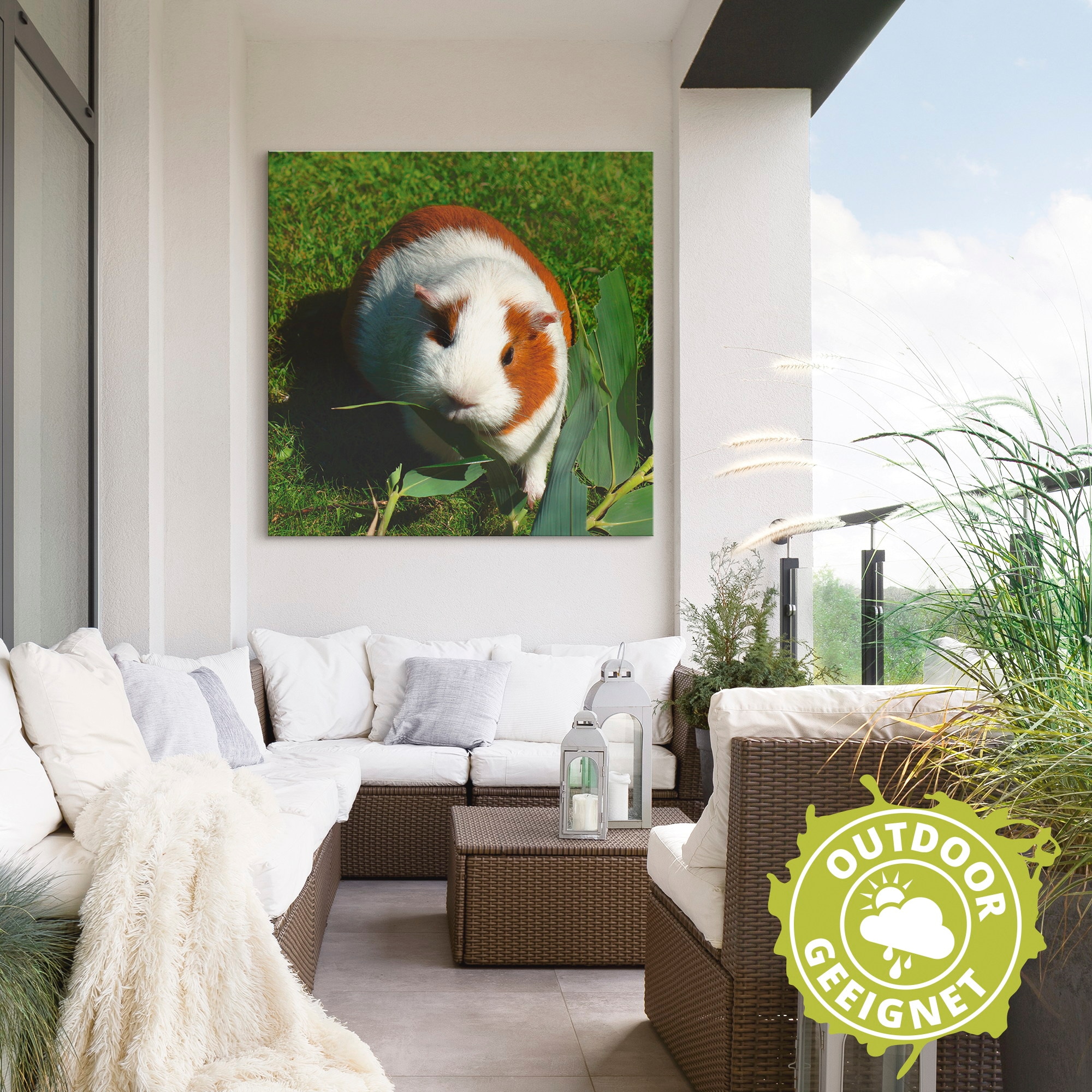 Artland Wandbild »Orange weißes Meerschweinchen«, Haustiere, (1 St.), als Alubild, Outdoorbild, Leinwandbild in verschied. Größen
