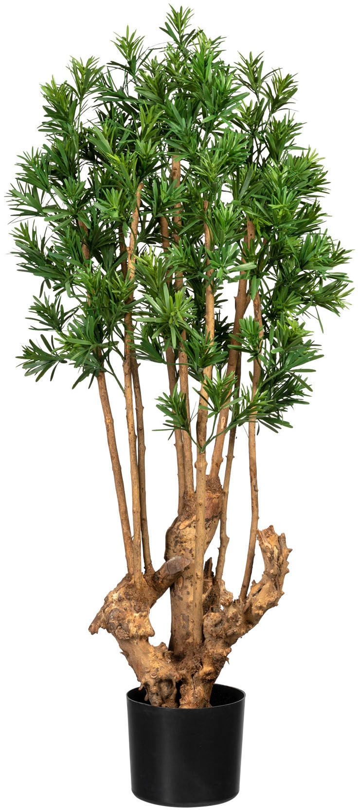green »Podocarpus Künstliche macrophyllus« bequem Creativ Zimmerpflanze kaufen