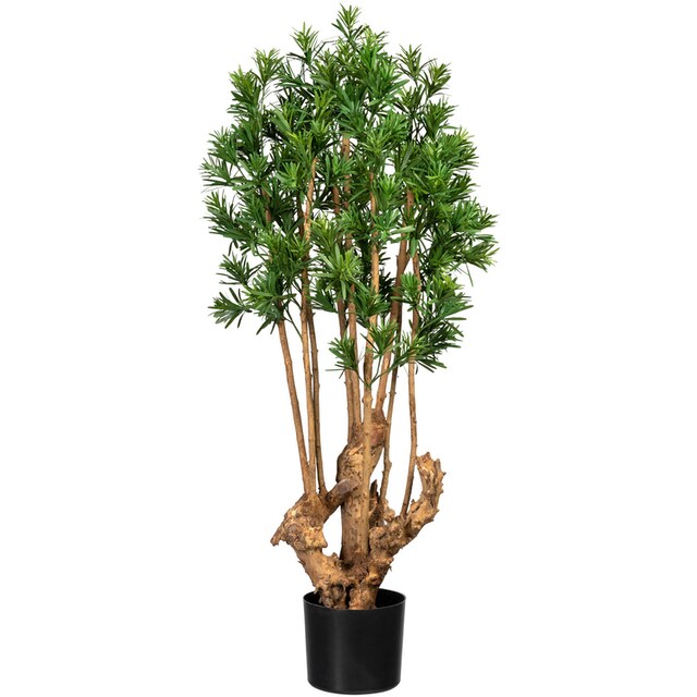 Creativ green Künstliche Zimmerpflanze »Podocarpus macrophyllus« bequem  kaufen