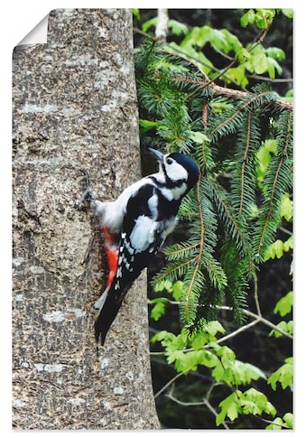 Artland Wandbild »Buntspecht im Wald«, Vögel, (1 St.), in vielen Größen & Produktarten... kaufen