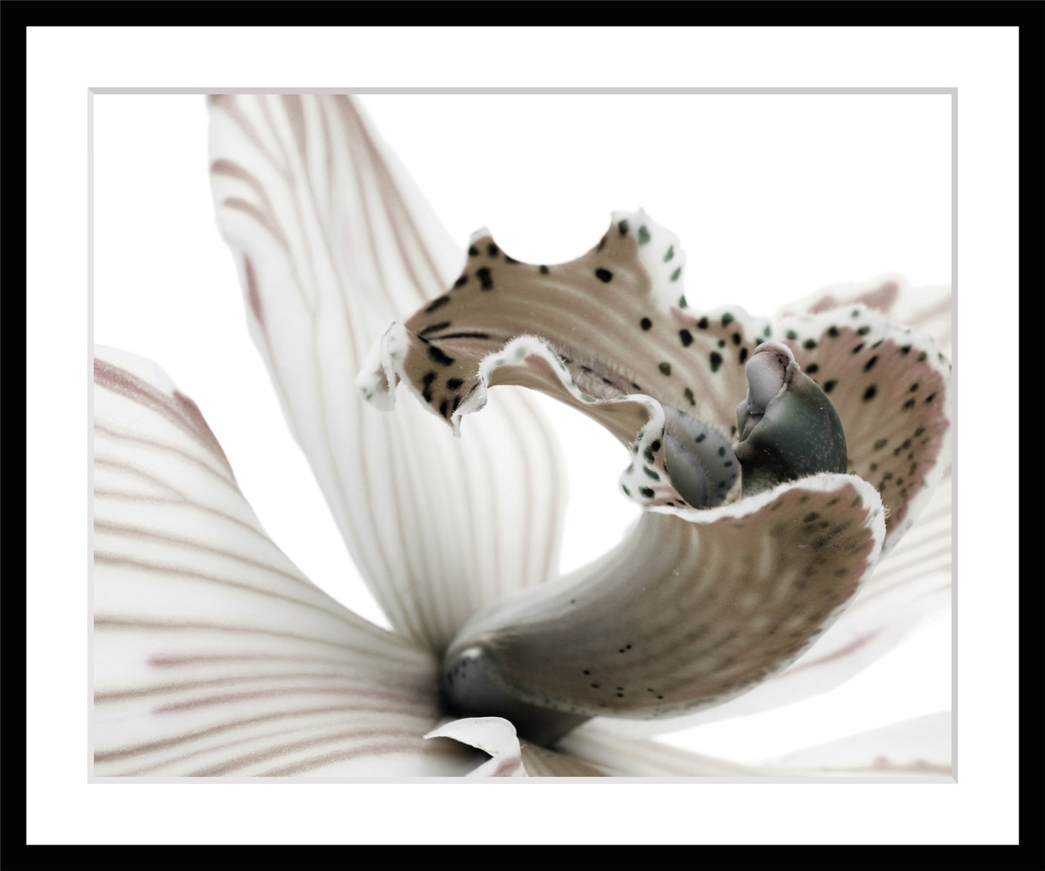 queence Bild »Herkules« Blumenbilder | Foto | Kunst | Pflanzenbilder