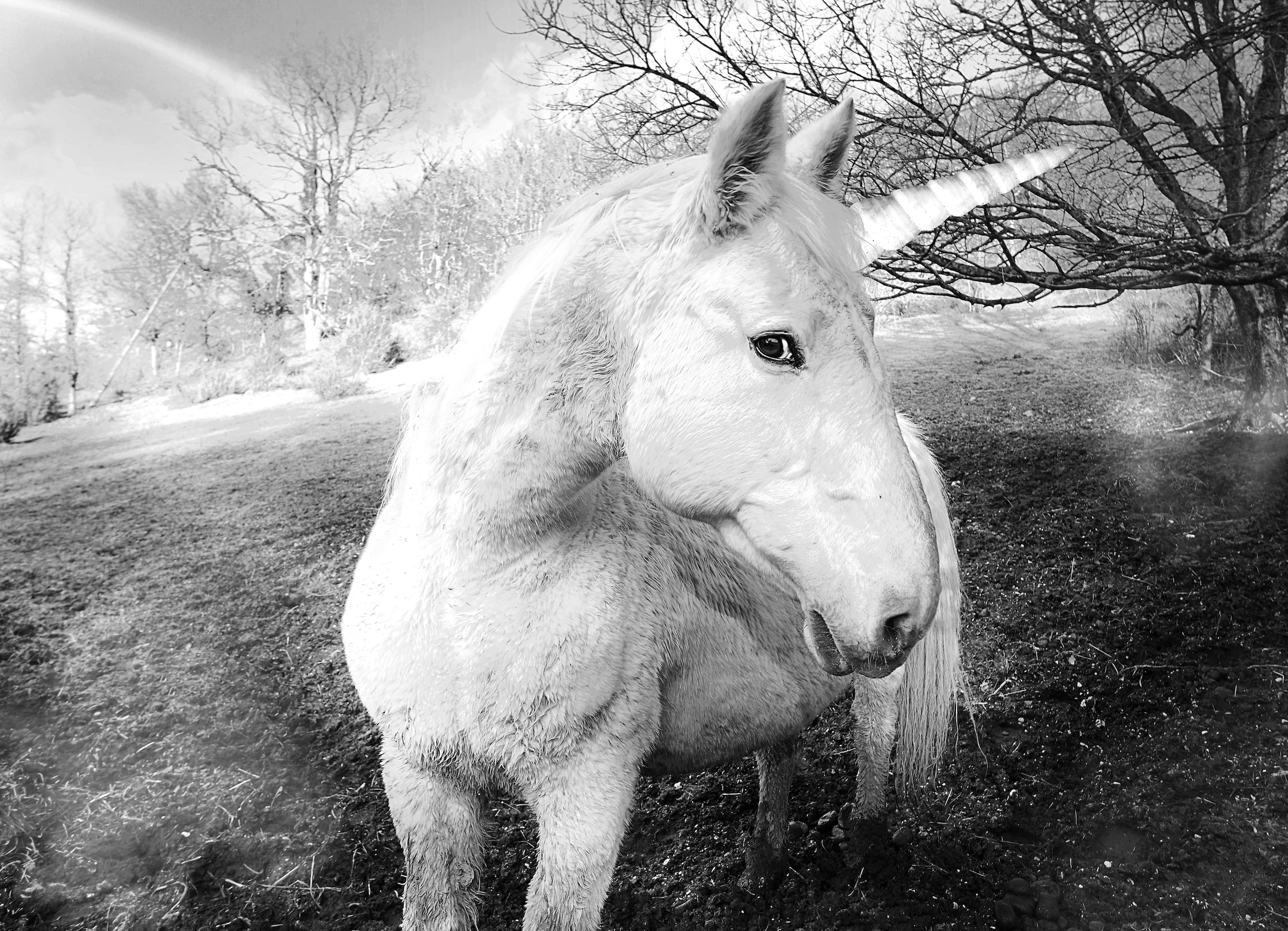 Fototapete »Einhorn Schwarz & Weiß«