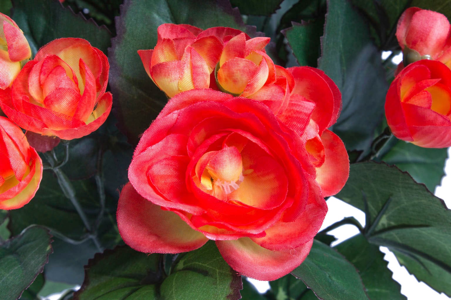 Botanic-Haus Kunstblume »Begonie im Topf« auf Raten kaufen