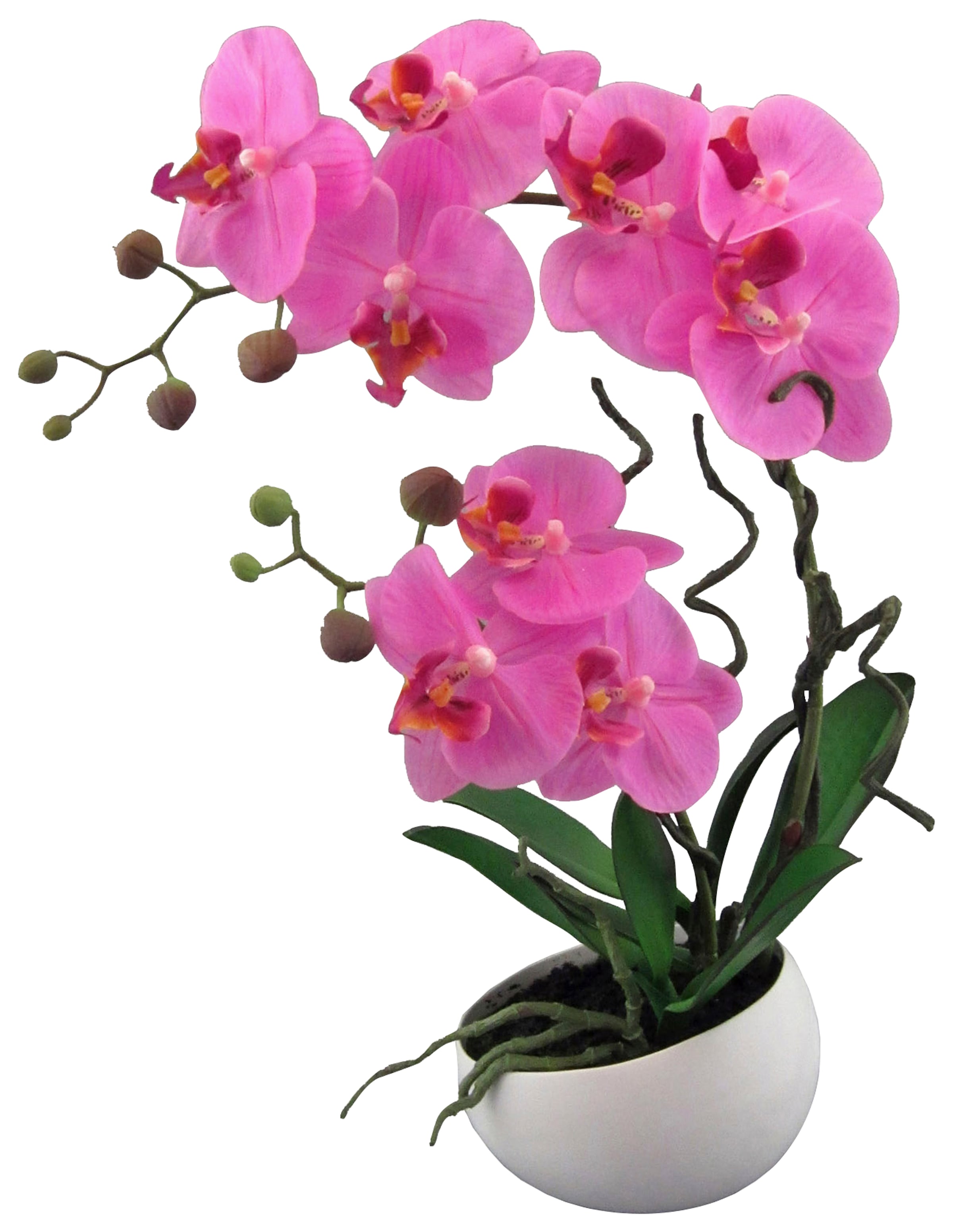 kaufen green XXL Jahren 3 online Garantie »Orchidee« Creativ | mit Kunstpflanze