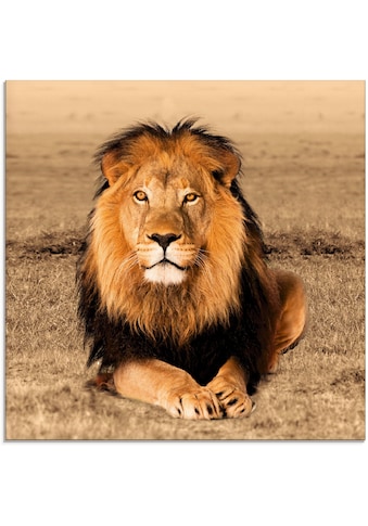 Artland Glasbild »Löwe«, Wildtiere, (1 St.) kaufen