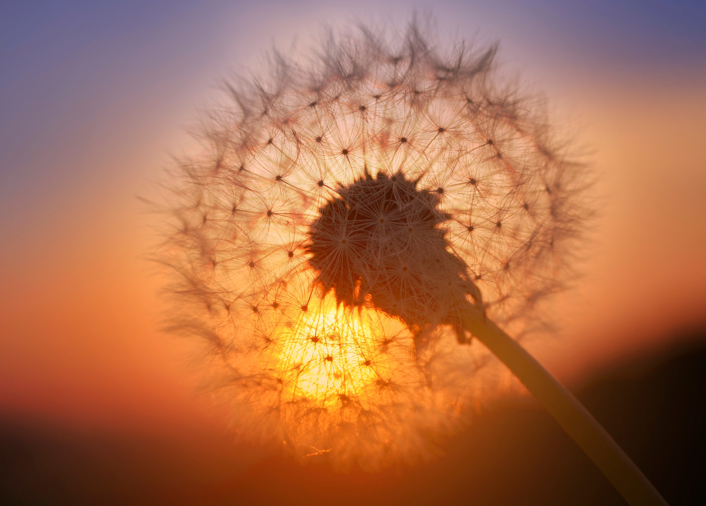 Fototapete »Golden Sunset Dandelion«