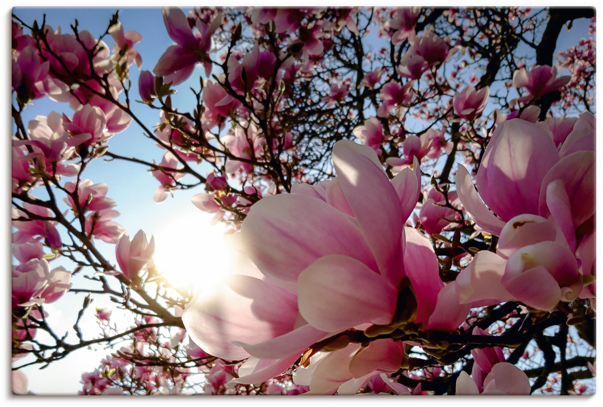 Artland Wandbild »Magnolienbaum im Leinwandbild, Raten in Größen St.), auf oder Wandaufkleber bestellen als (1 versch. Baumbilder, Alubild, Poster Sonnenschein«