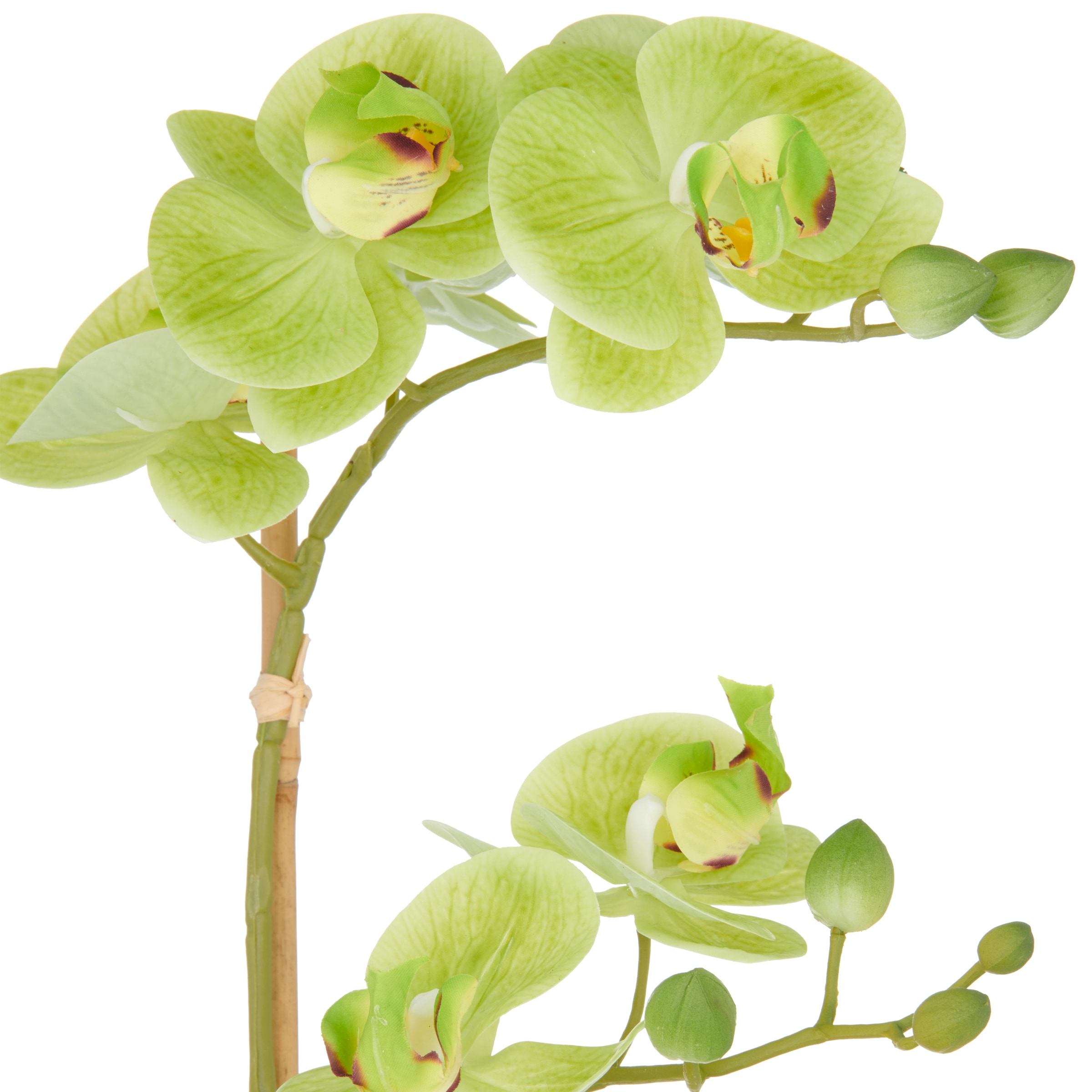 Creativ green Kunstorchidee »Orchidee Phalaenopsis«, mit dauerhafter Blütenpracht