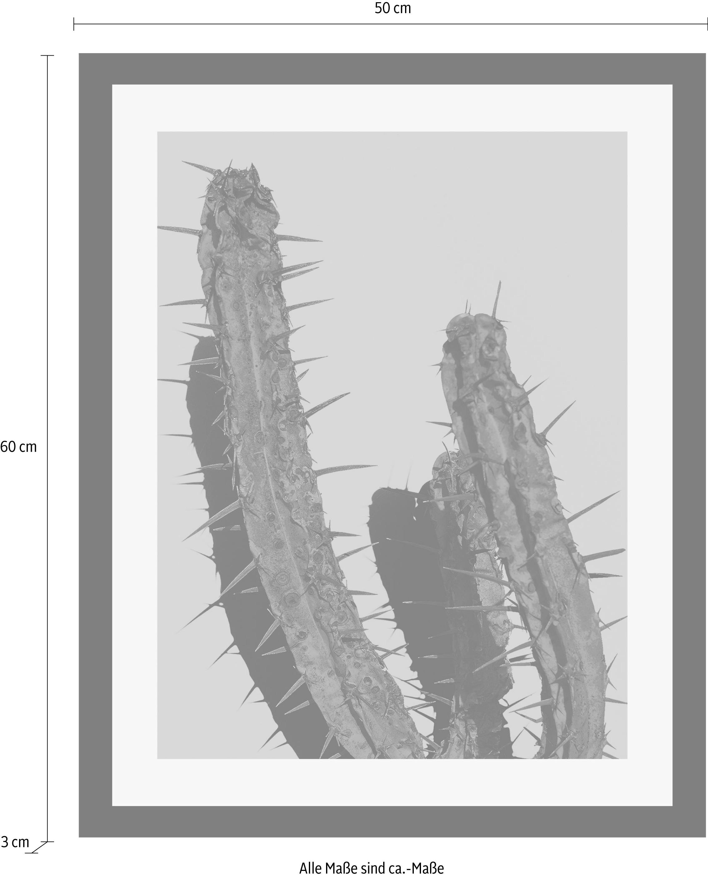 queence Bild »Kaktus«, Kunst-Pflanzen-Foto-Pflanzenbilder, HD Premium Poster-Druck inkl. Holzrahmen