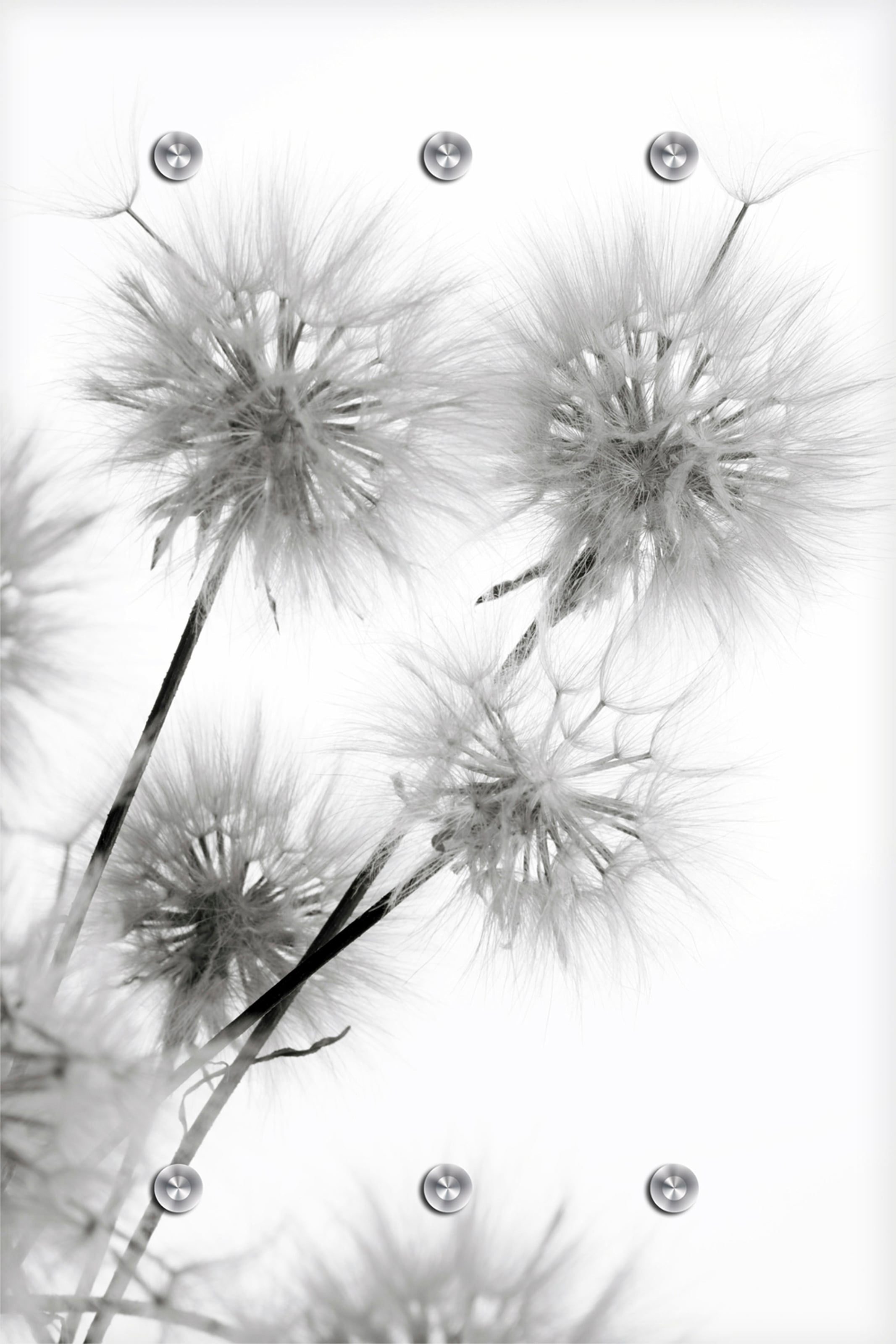 Garderobenleiste »Pusteblume«, mit 6 Haken, 80 x 120 cm