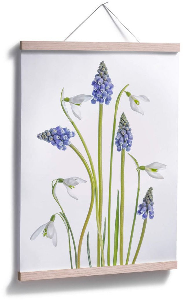 auf Wall-Art Raten Poster (1 »Frühjahrsblüher«, Blumen, bestellen St.)
