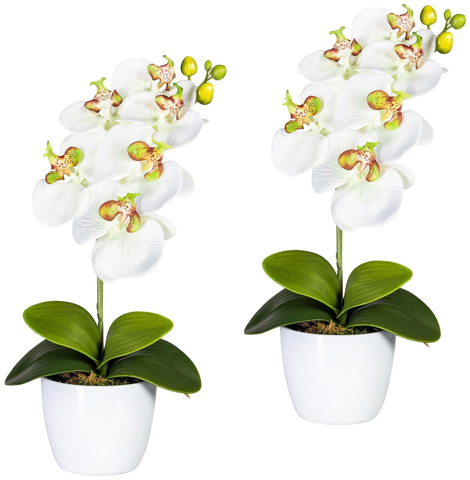 Creativ green Kunstpflanze »Orchidee Phalaenopsis«, im Keramiktopf