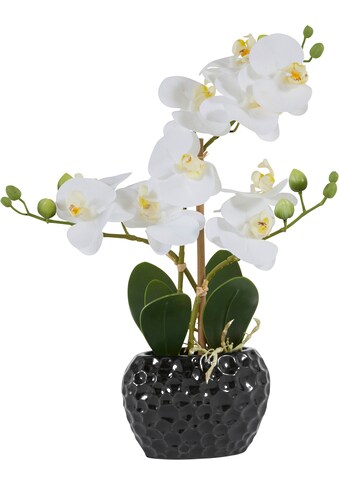 Leonique Kunstpflanze »Orchidee«, (1 St.), Kunstorchidee, im Topf kaufen