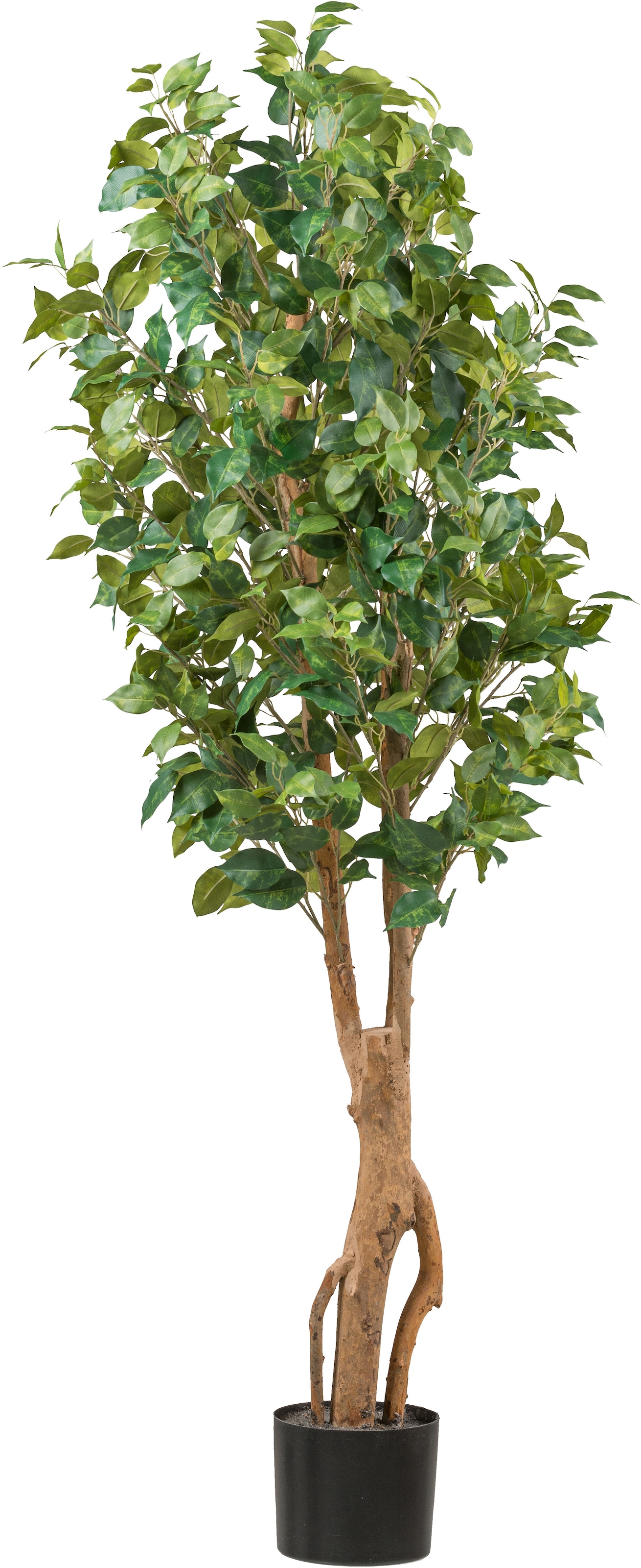 Kunstpflanze »Ficus benjamina«, mit sehr naturgetreu gestalteten Blättern