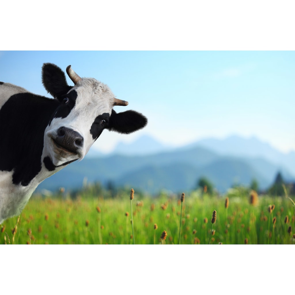 Papermoon Fototapete »Lustige Kuh«