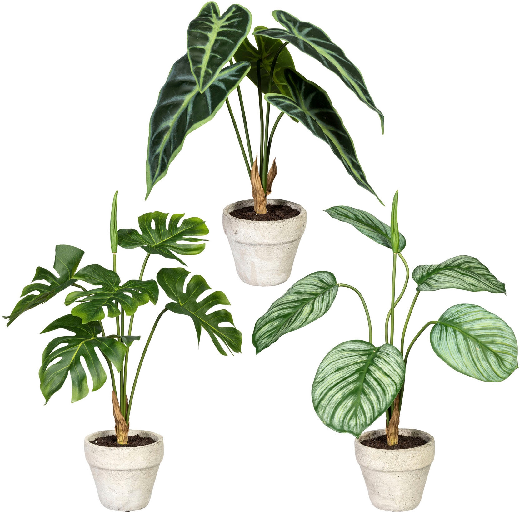 Creativ green Künstliche Zimmerpflanze Raten »Set Grünpflanzen«, aus Zementtopf, Set im 3er kaufen auf