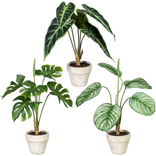 »Set green kaufen Grünpflanzen«, Zementtopf, Zimmerpflanze Creativ aus 3er Künstliche Set auf Raten im