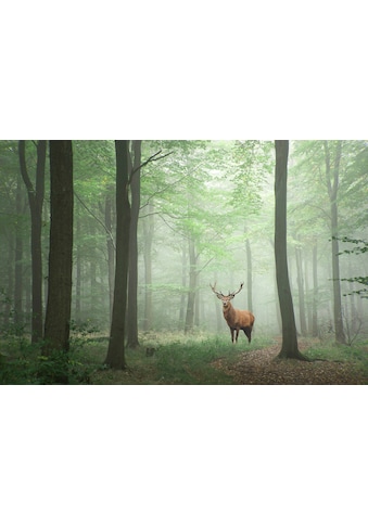 Papermoon Fototapete »Hirsch im Wald«, Vliestapete, hochwertiger Digitaldruck,... kaufen