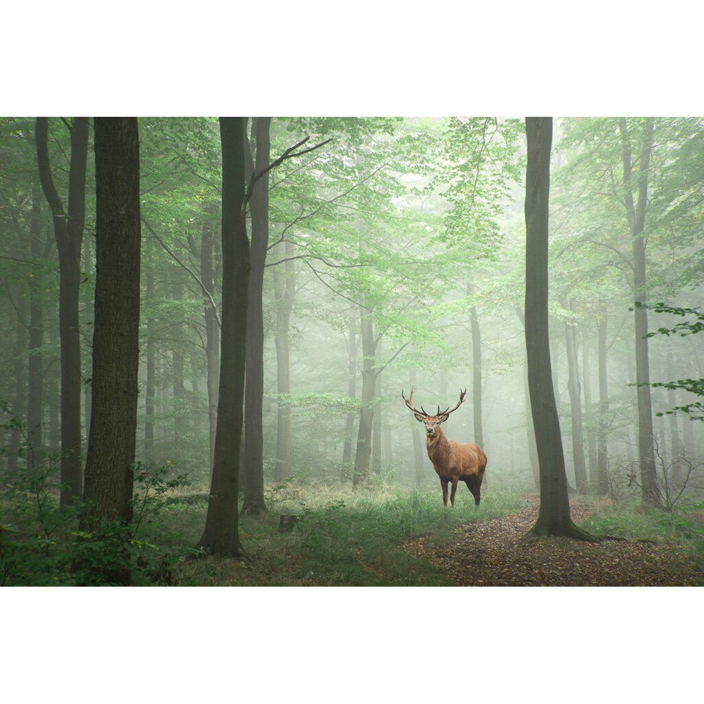Papermoon Fototapete »Hirsch im Wald«
