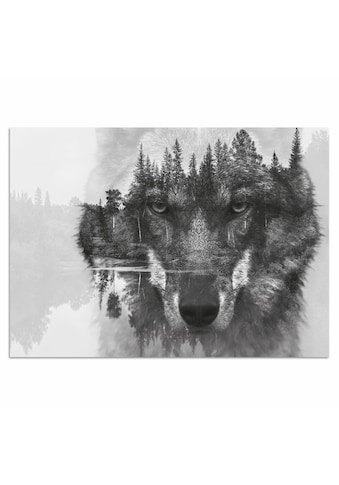 Acrylglasbild »Wolf«, 60/40 cm