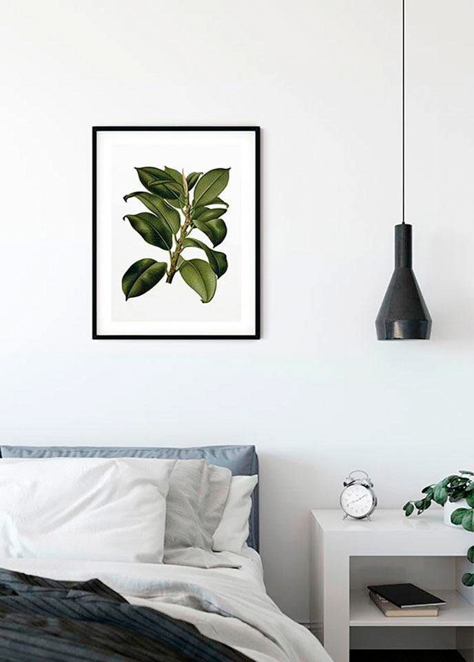 Komar Poster »Elastica | Jahren Tree«, 3 Wohnzimmer Garantie Pflanzen-Blätter, Kinderzimmer, mit Schlafzimmer, kaufen online XXL