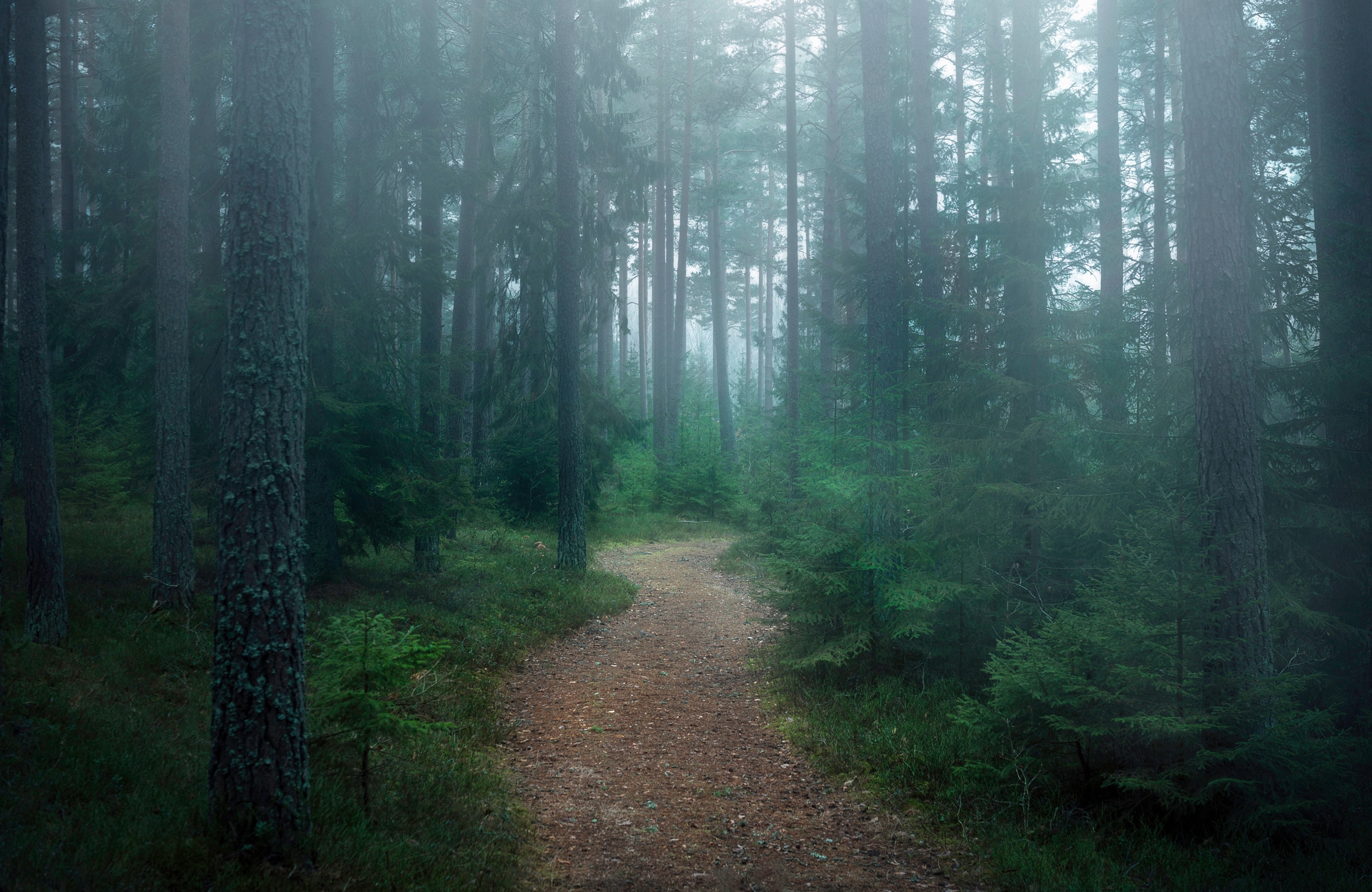 Papermoon, Fototapete »Photo-Art CHRISTIAN LINDSTEN, DER VERWUNSCHENE WALD«, bunt, Vlies, B/L: 2,5 m m x 1,86 m m - Bahnen: 5 Stk. St., bunt