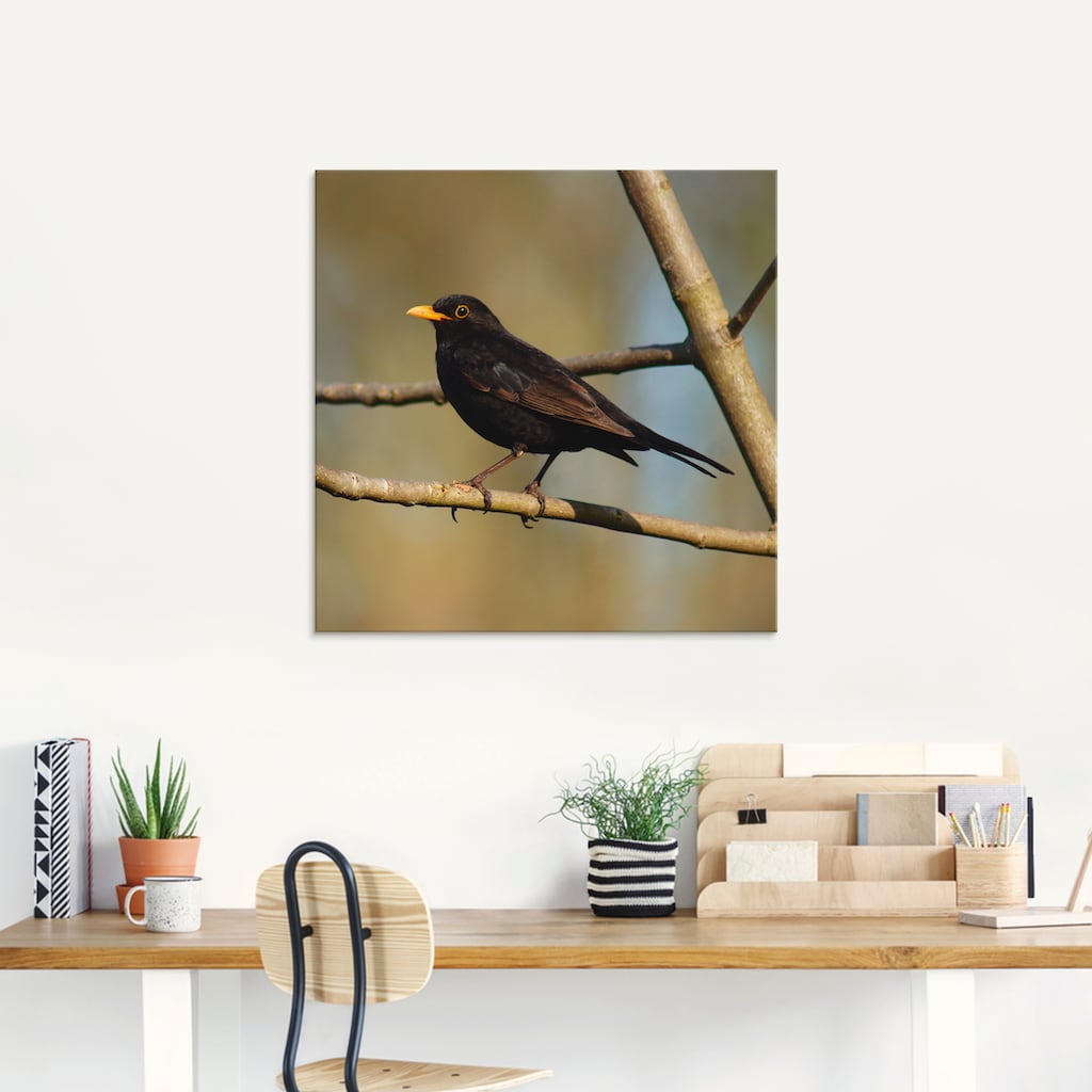 Artland Glasbild »Amsel«, Vögel, (1 St.)