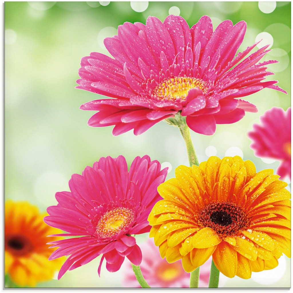 Artland Glasbild »Natürliche Romantik - Gerberas«, Blumen, (1 St.)