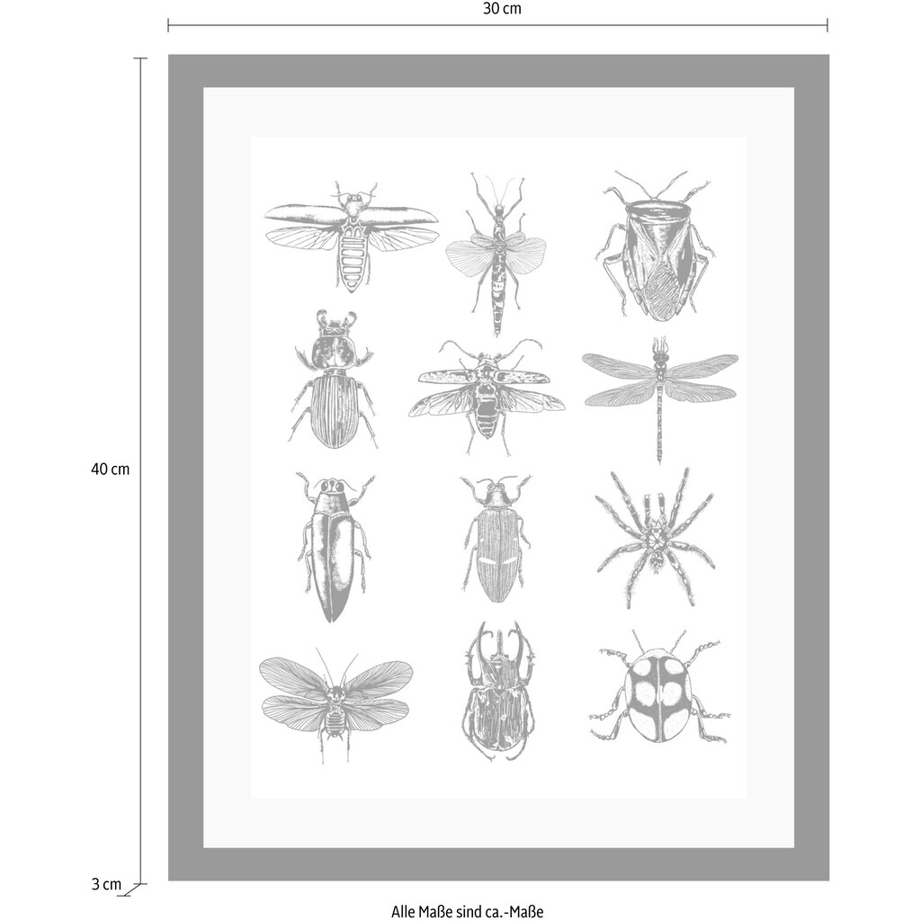 queence Bild »Insekten«