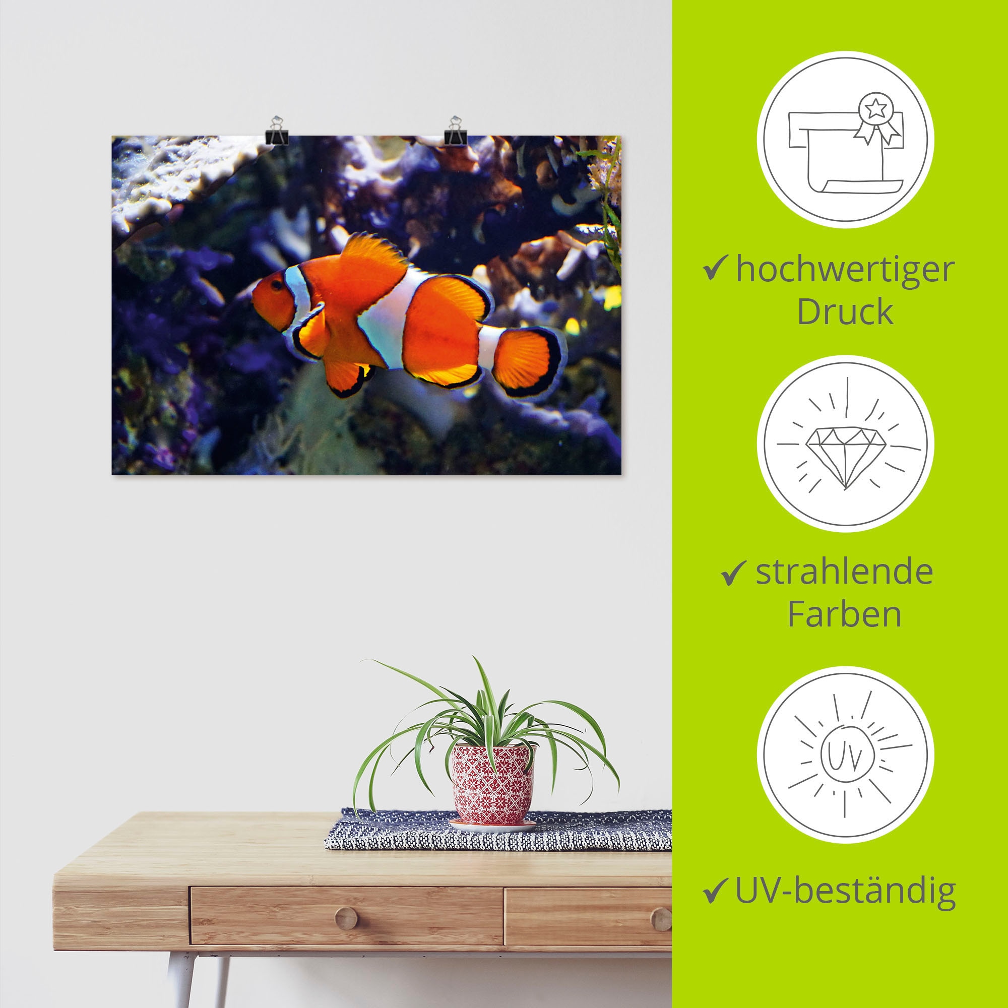 Artland Wandbild »Clownfisch«, Wassertiere, (1 St.), als Alubild, Leinwandbild, Wandaufkleber oder Poster in versch. Größen