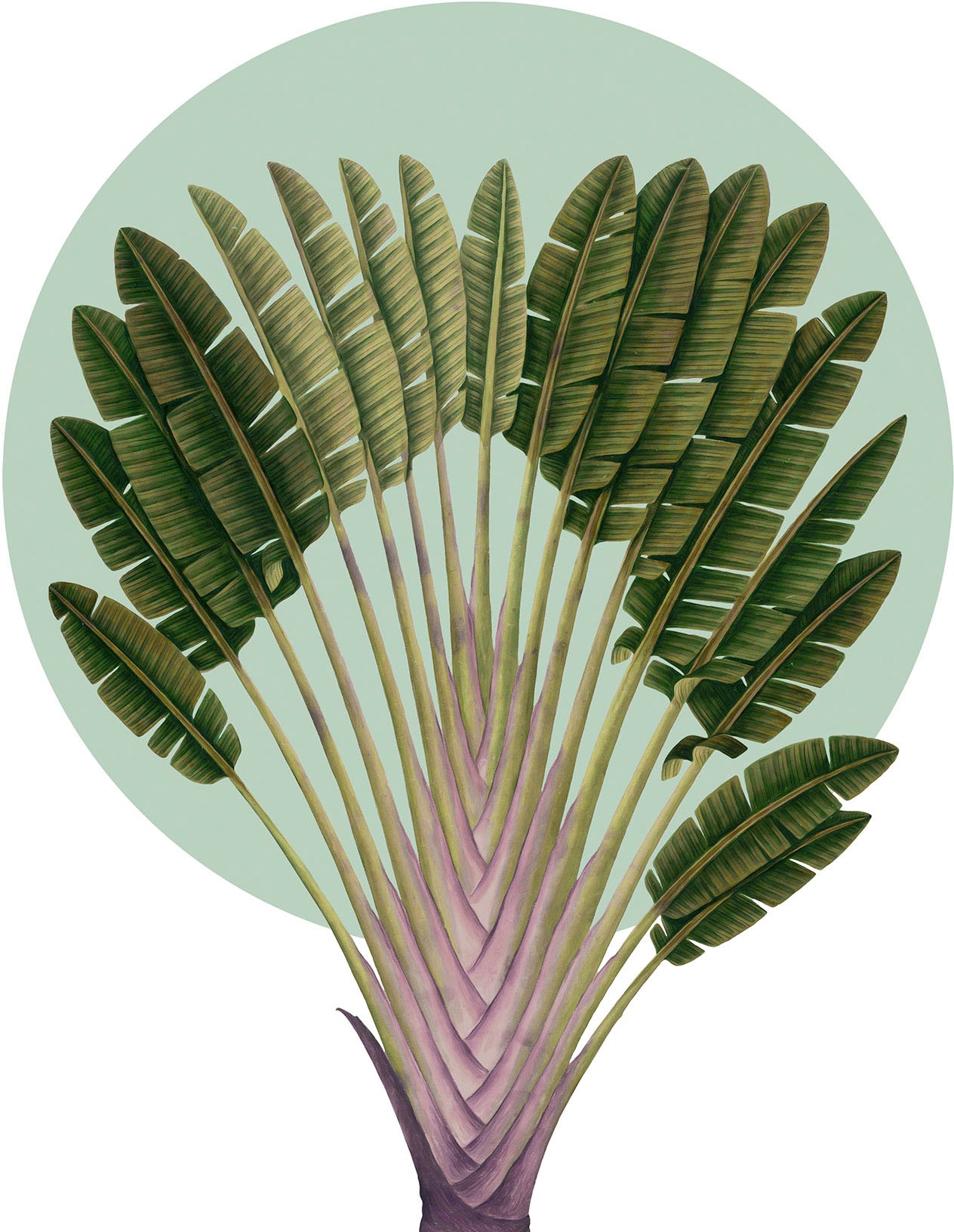 Wandbild »Botanical Garden Pinnate Palm«, (1 St.), Deutsches Premium-Poster Fotopapier...