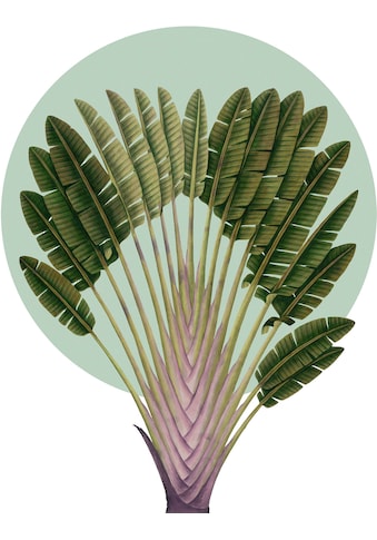 Komar Wandbild »Botanical Garden Pinnate Palm«, (1 St.), Deutsches Premium-Poster... kaufen