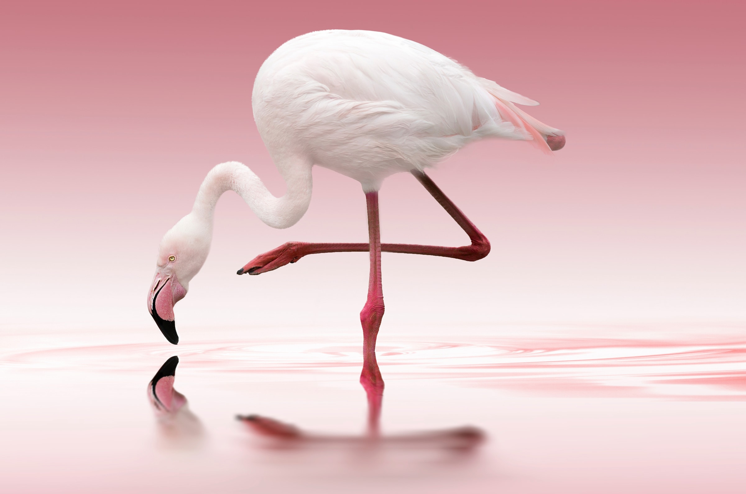 Fototapete »Photo-Art DORIS REINDL, FLAMINGO«