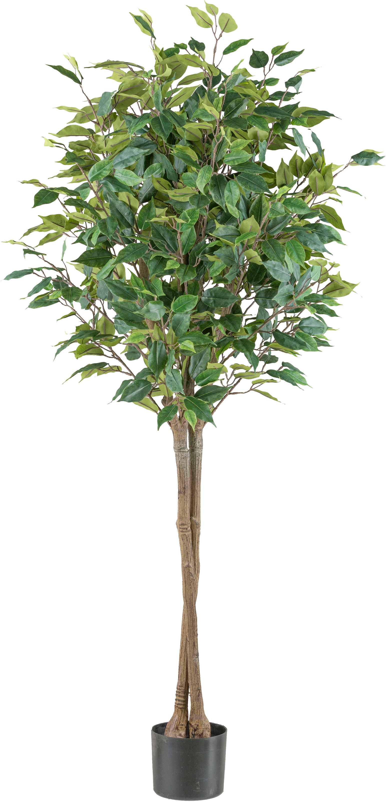 Kunstpflanze »Ficus benjamina«, in Hochstamm-Form