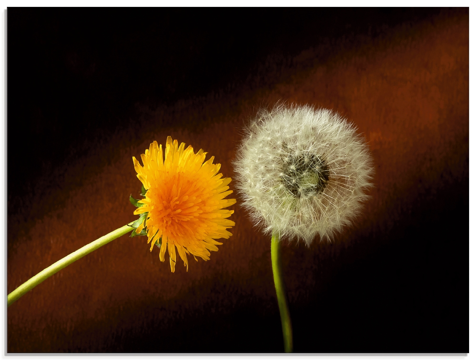 Artland Glasbild »Pusteblume Löwenzahn«, Blumen, (1 St.), in verschiedenen Größen