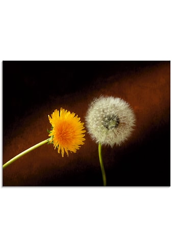 Glasbild »Pusteblume Löwenzahn«, Blumen, (1 St.), in verschiedenen Größen