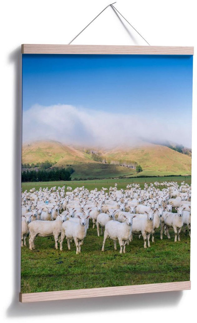 Poster Wandposter bestellen auf Rechnung Poster, »Schafherde Neuseeland«, Bild, Wall-Art Wandbild, (1 Tiere, St.),