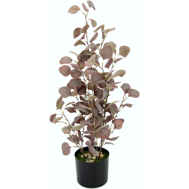 I.GE.A. Kunstpflanze »Eukalyptuspflanze«, im Kunststofftopf online bei  UNIVERSAL