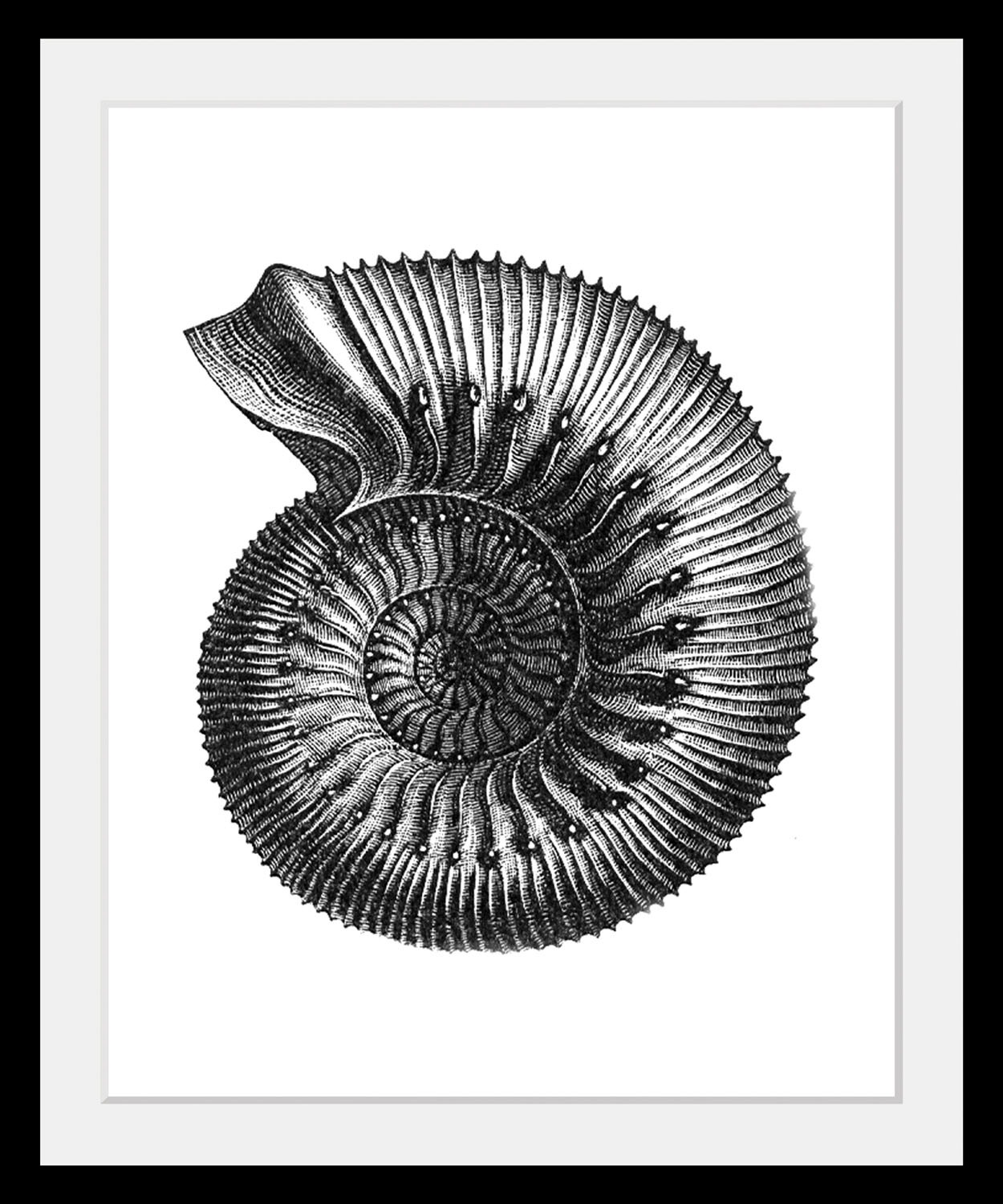 queence Bild »Bernd«, Meer-Wassertiere-Kunst-Schwarz-Weiß, (1 St.), HD Premium Poster-Druck inkl. Holzrahmen