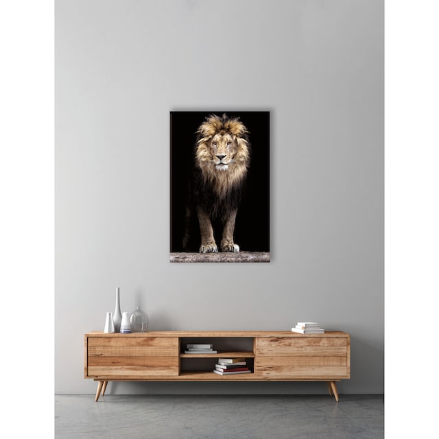 (1 St.) bestellen Leinwandbild Bönninghoff des Dschungels«, »Löwe auf Rechnung König