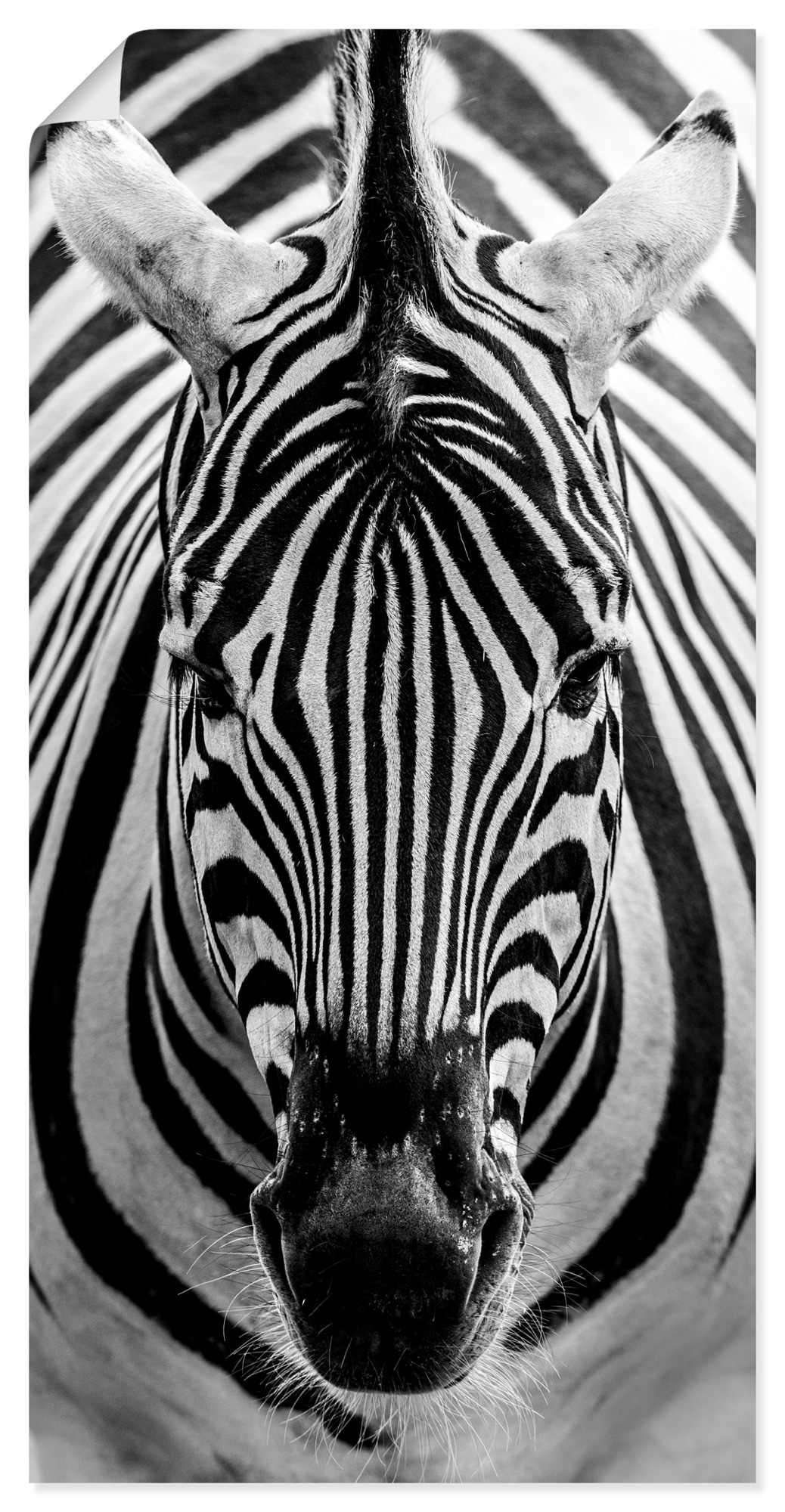 Leinwandbild, Größen kaufen Wandaufkleber auf Alubild, oder Artland versch. »Zebra«, Poster (1 Wildtiere, St.), als in Rechnung Wandbild