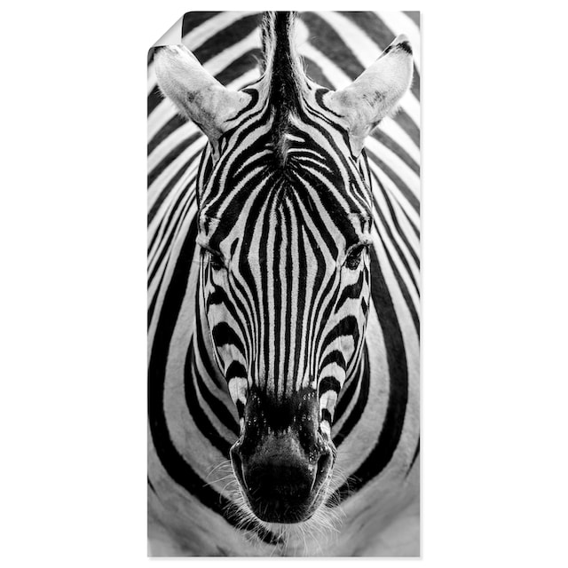 Artland Wandbild »Zebra«, Wildtiere, (1 St.), als Alubild, Leinwandbild,  Wandaufkleber oder Poster in versch. Größen auf Rechnung kaufen