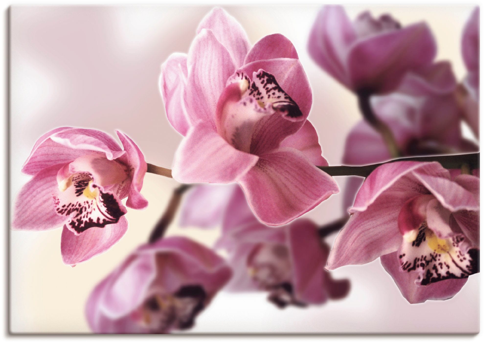 Artland Wandbild auf bestellen St.) Orchidee«, Blumenbilder, Raten (1 »Rosa