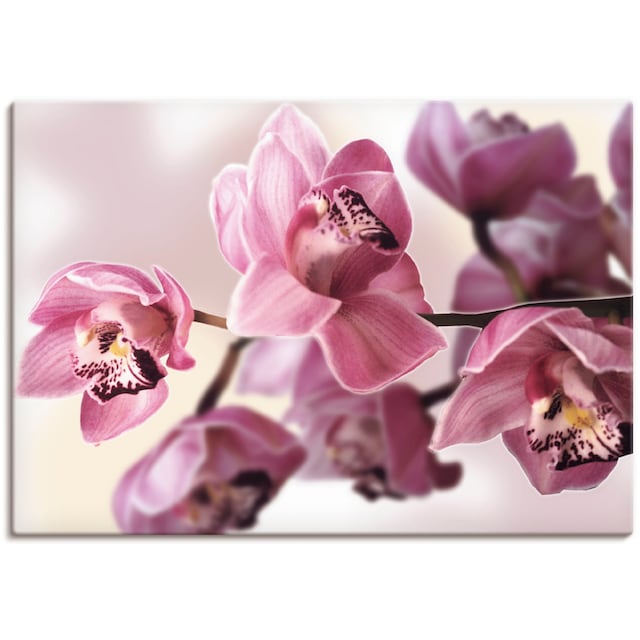 »Rosa Raten Artland Orchidee«, (1 St.) Blumenbilder, auf Wandbild bestellen